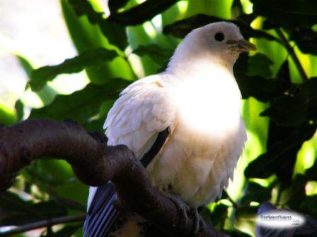 pied imperial pigeon.jpg